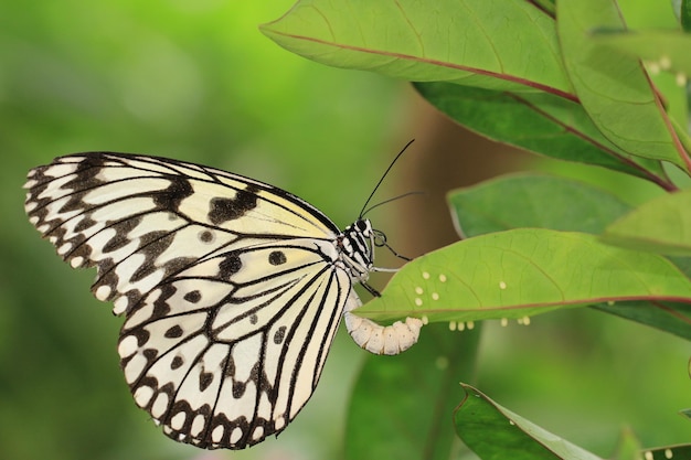 Großer Schmetterling der Baumnymphen (Papierdrachen, Reispapier) legt Eier unter das grüne Blatt