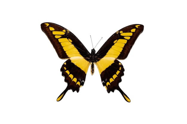 Großer Schmetterling mit gelben Flügeln isoliert auf weißem Hintergrund Papilio thoas