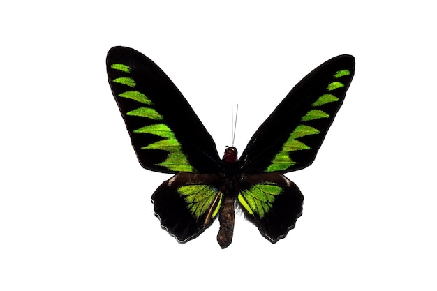 Großer Schmetterling mit grünen Flügeln isoliert auf weißem Hintergrund