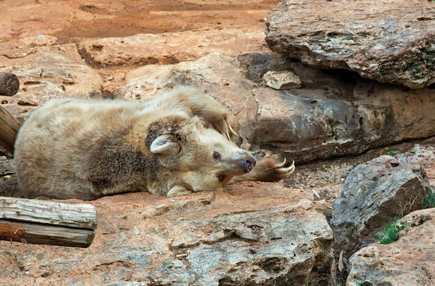 Großer, schöner Bär liegt auf den Steinen