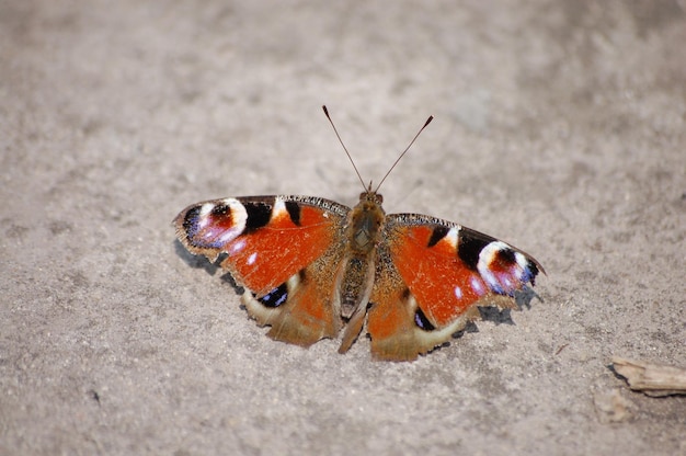 Großer schöner brauner Schmetterling sitzt auf dem Bürgersteig