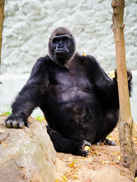 Foto großer schöner gorilla