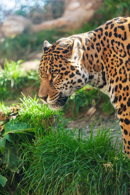 Großer schöner Jaguar in freier Wildbahn