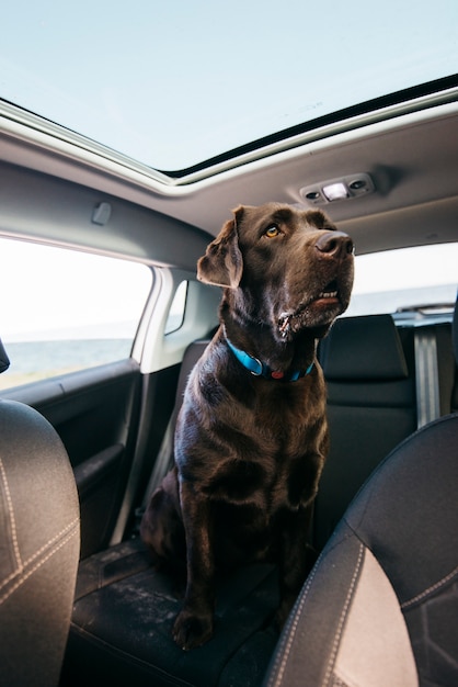 Großer schwarzer Hund im Auto