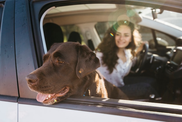 Großer schwarzer Hund im Auto