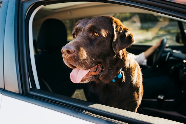 Foto großer schwarzer hund im auto