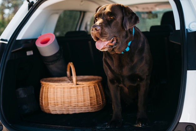 Großer schwarzer Hund im Auto