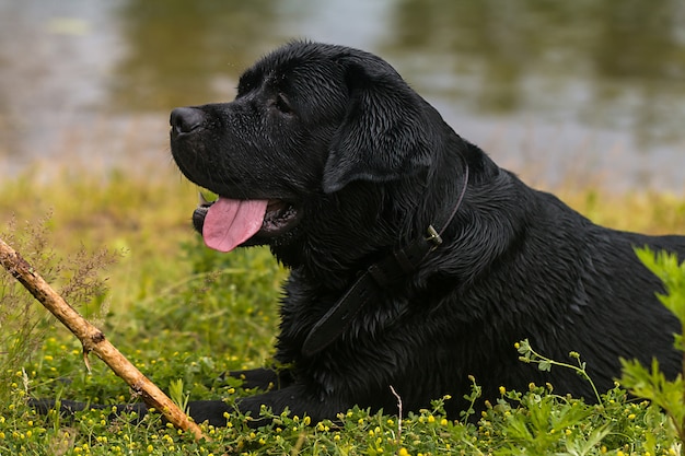 Großer schwarzer Hund Labrador