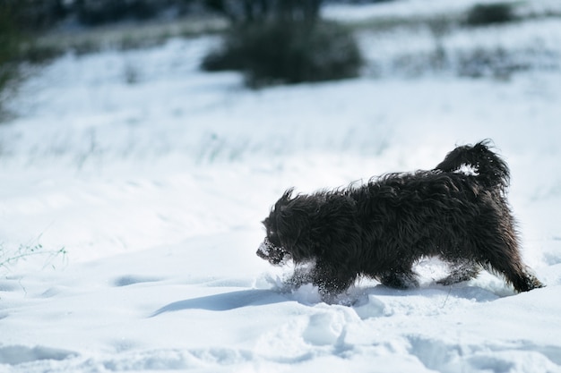 Großer schwarzer Hund läuft im Schnee. Schneebedecktes Feld. Tiere bei frostigem Wetter zu Fuß.