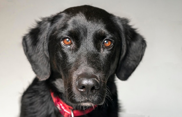 Großer schwarzer Hund mit rotem Halsband Der Hund schaut in die Kamera