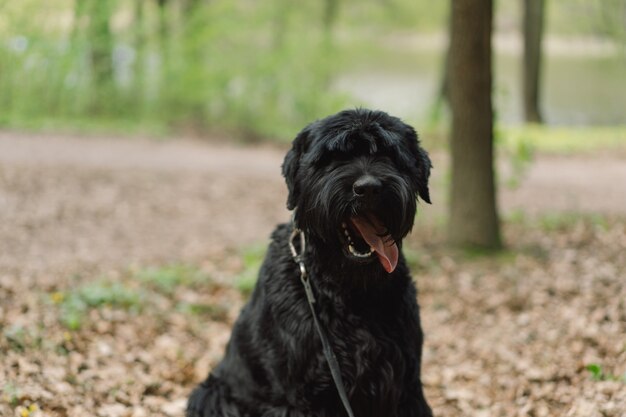 Großer schwarzer Hundehund in einem Frühlingsspaziergang im Freien mit einem Hund