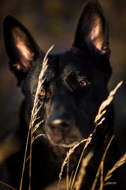 großer schwarzer Schäferhund, der auf Herbstwiese sitzt