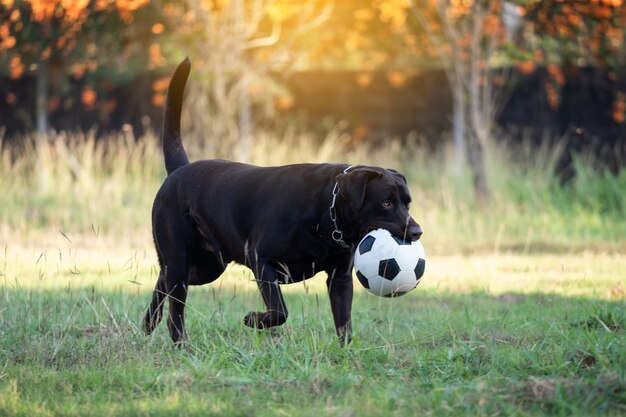 Großer schwarzer thailändischer Hund, der mit einem Ball auf dem Boden im Hof spielt.