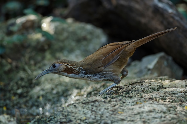 Großer Scimitar-Schwätzer auf der Niederlassung in der Natur