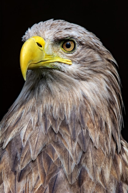 Großer Seeadler, Porträt eines Vogels