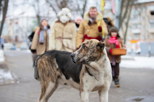 Großer Straßenhund auf dem Hintergrund der Leute