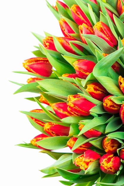 Großer Strauß roter Tulpen auf weißem Hintergrund