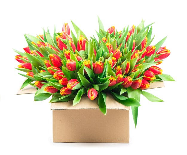 Großer Strauß roter Tulpen in einem Korb auf weißem Hintergrund