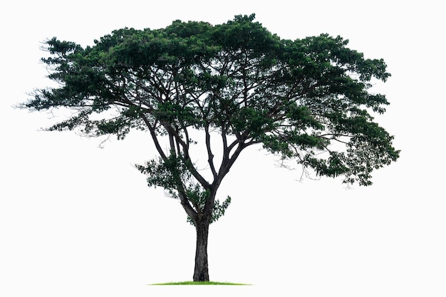 Foto großer tropischer baum lokalisiert auf einem weißen hintergrund. datei enthält mit beschneidungspfad so einfach zu arbeiten.