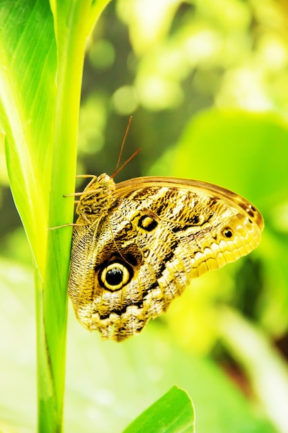 Foto großer tropischer schmetterling sitzt auf einem feld des grünen grases mit blumen. selektiver fokus. tiere