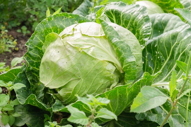 Großer unreifer Kohlkopf im Gemüsegarten des Bauernhofs. Bio-Bauernhofprodukte.