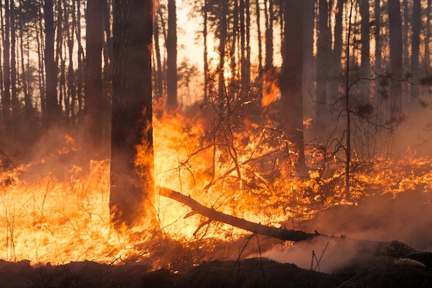 Großer Waldbrand im Kiefernbestand