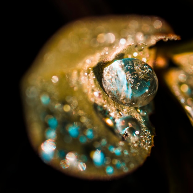 Großer Wassertropfen auf Blatt