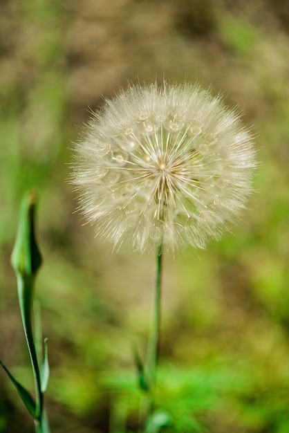 Großer weißer flauschiger Löwenzahn auf einem sommergrünen Hintergrund