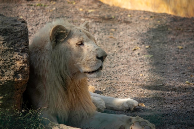 großer weißer Löwe ruht in einer Voliere im Zoo