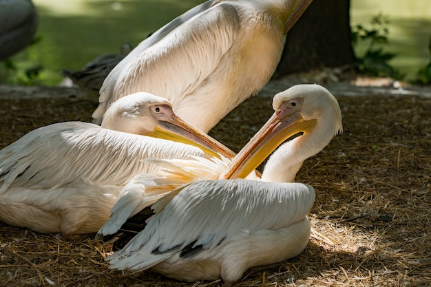 Großer weißer Pelikan, Pelecanus onocrotalus, auch bekannt als östlicher weißer Pelikan, rosiger Pelikan oder weißer Pelikan, ist ein Vogel in der Pelikanfamilie.