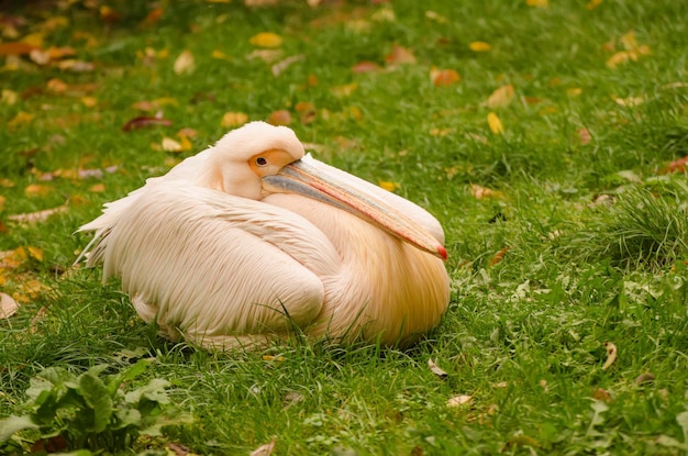 Großer weißer Pelikan, Pelecanus onocrotalus, der sich auf dem grünen Grashintergrund entspannt