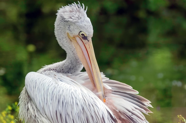 Foto großer weißer pelikan pelicanus onocrotalus weißer pelikan