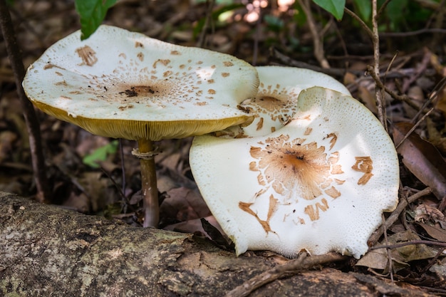 Großer weißer Pilz im Wald