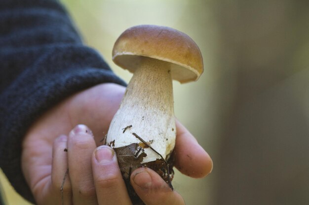 Großer weißer Pilz in der Hand - Herbstwald, Nahaufnahme