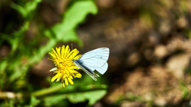 Großer weißer Schmetterling auf einer Blume. Russland