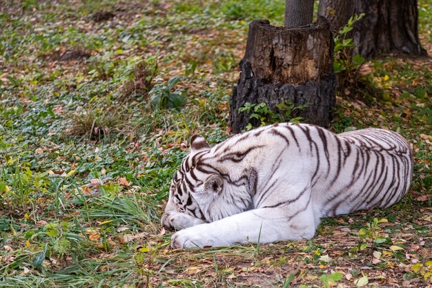 Großer weißer Tiger schläft ruhig in einem schönen Herbstwald