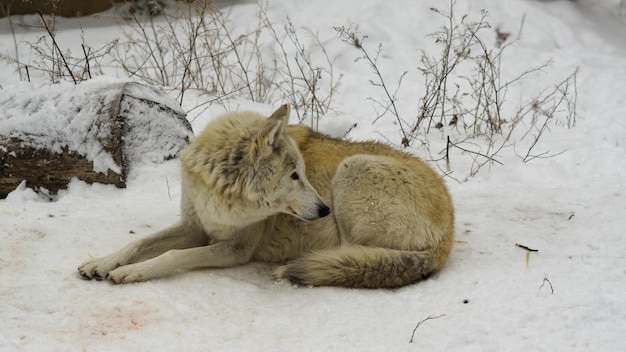 großer weißer Wolf liegt auf dem Schnee