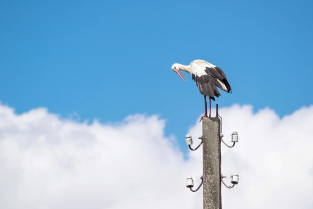 Großer Weißstorch gegen den Himmel mit Wolken