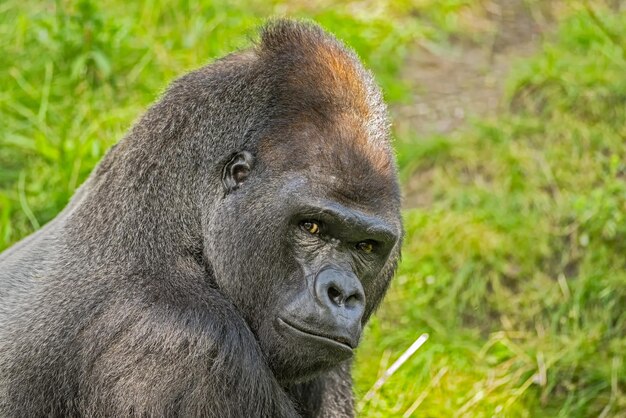 Großer Westlicher Flachlandgorilla