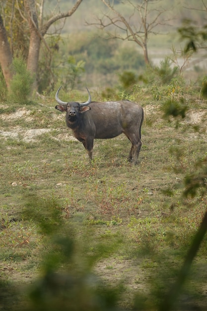 Großer Wildwasserbüffel im Kaziranga-Nationalpark in Indien