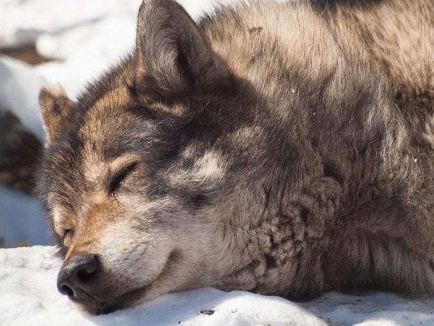 Großer Wolf in Gefangenschaft.