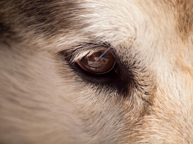 Großer Wolf in Gefangenschaft.