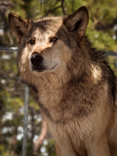 Foto großer wolf in gefangenschaft.