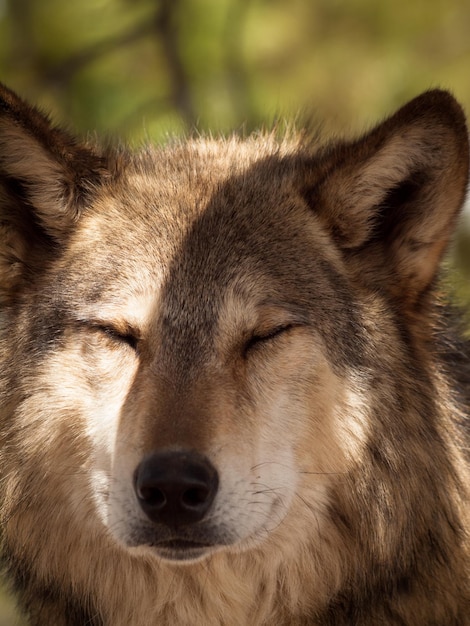 Großer Wolf in Gefangenschaft.