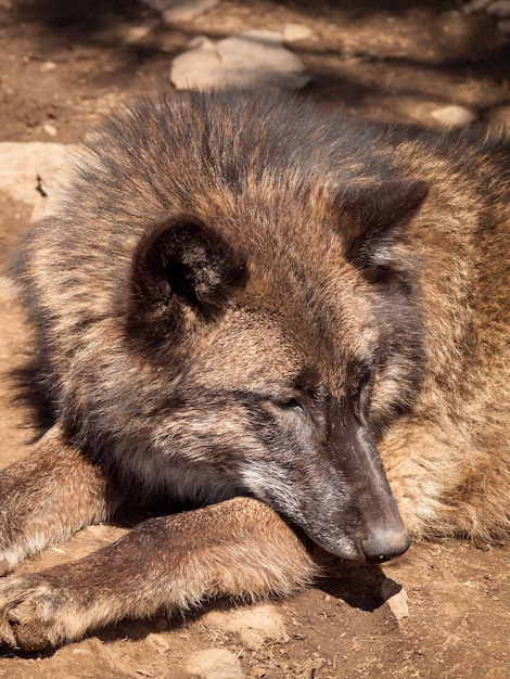 Großer Wolf in Gefangenschaft.