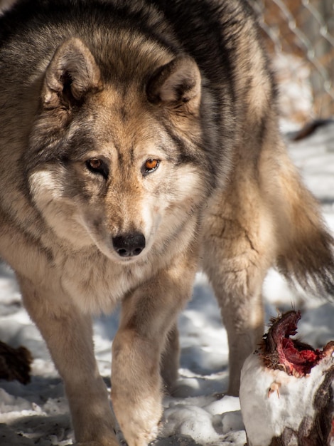 Großer Wolf in Gefangenschaft.