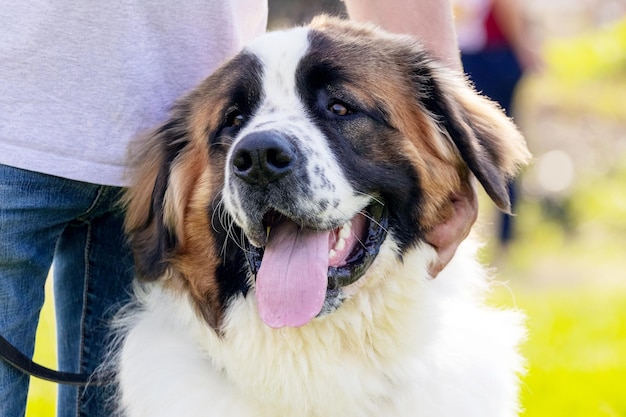 Großer zottiger Hundezüchter Moskauer Wachhund mit offenem Mund in der Nähe seines Besitzers
