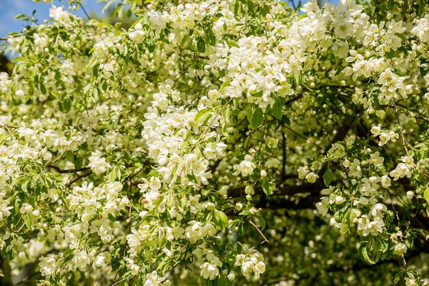 Großer Zweig mit weißen und rosafarbenen Apfelbaumblumen in voller Blüte in einem Garten an einem sonnigen Frühlingstag