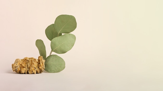 Großes Banner mit grünem Naturzweig und dekorativem Stein. Leerer Platz für Werbeobjekte. Pastellhintergrund, Erdtöne.