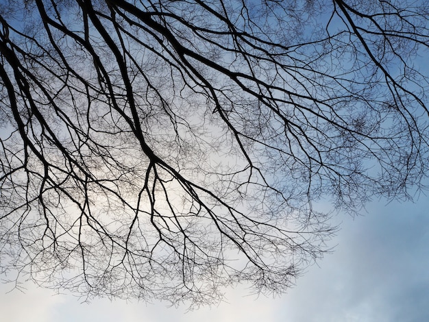 Großes Baumastschattenbild mit Hintergrund des blauen Himmels.